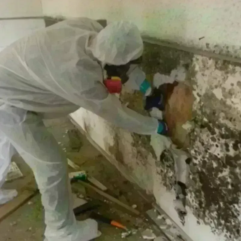 Mold Remediation and Removal in East Dubuque, IL